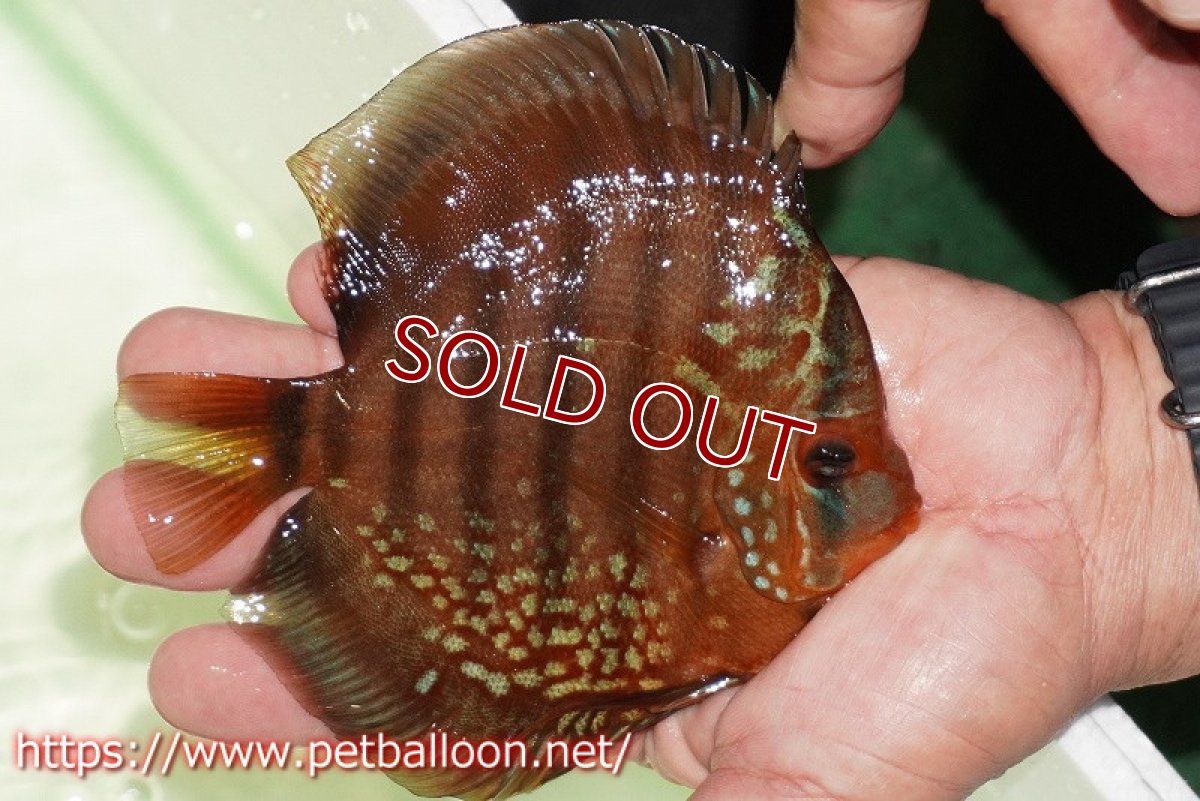 画像4: 【ディスカス】【通販】【初入荷マレーシア屈指のファーム】ワイルドロイヤルブルークロス（タイプレッド）【個体ペア販売】12cm （生体）【マレーシア　PERMAI KENCANAディスカスファーム　Winson氏　】 (4)