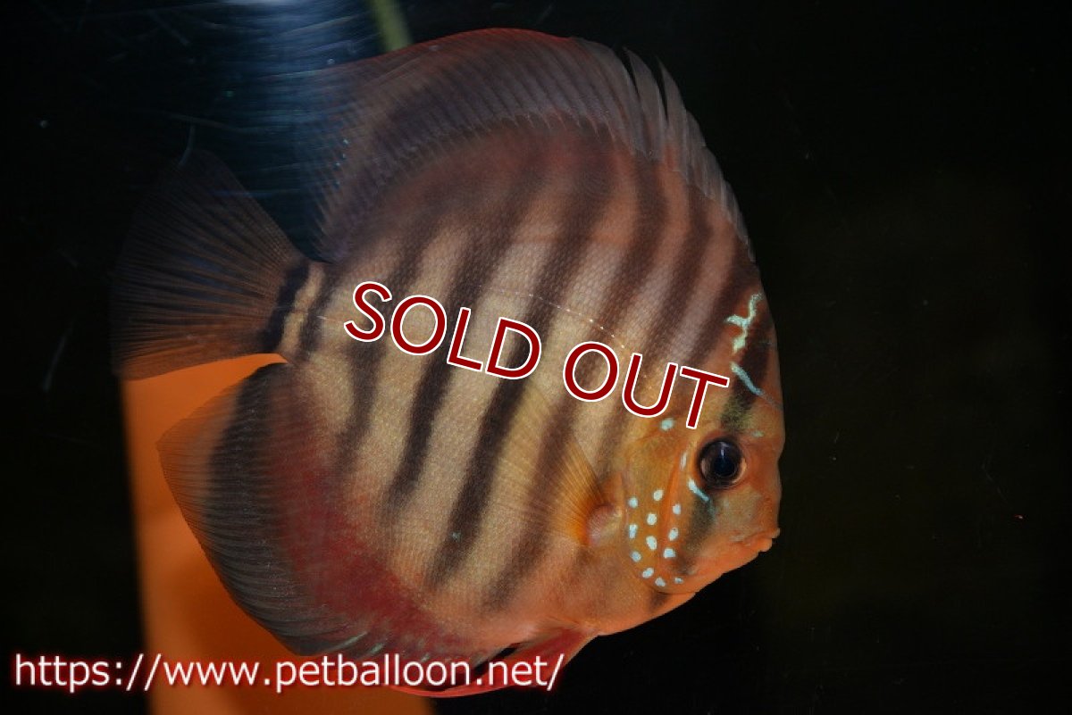 画像5: 【ディスカス】【通販】【初入荷マレーシア屈指のファーム】ワイルドロイヤルブルークロス（タイプレッド）【個体ペア販売】12cm （生体）【マレーシア　PERMAI KENCANAディスカスファーム　Winson氏　】 (5)