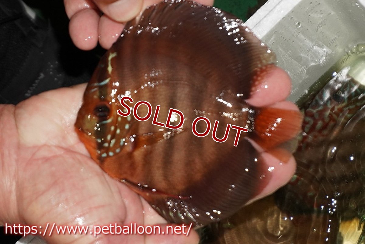 画像6: 【ディスカス】【通販】【初入荷マレーシア屈指のファーム】ワイルドロイヤルブルークロス（タイプレッド）【個体ペア販売】12cm （生体）【マレーシア　PERMAI KENCANAディスカスファーム　Winson氏　】 (6)