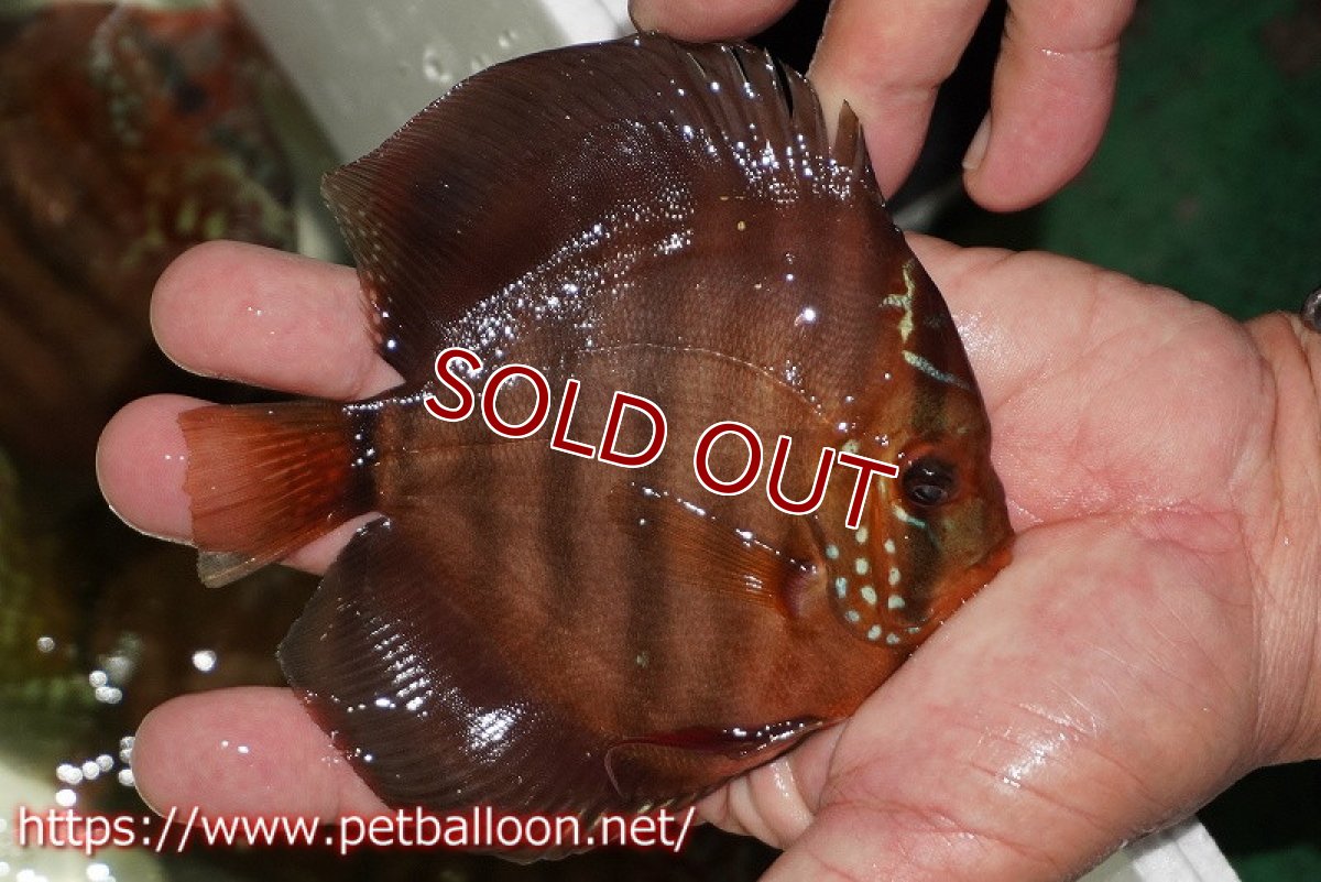 画像7: 【ディスカス】【通販】【初入荷マレーシア屈指のファーム】ワイルドロイヤルブルークロス（タイプレッド）【個体ペア販売】12cm （生体）【マレーシア　PERMAI KENCANAディスカスファーム　Winson氏　】 (7)