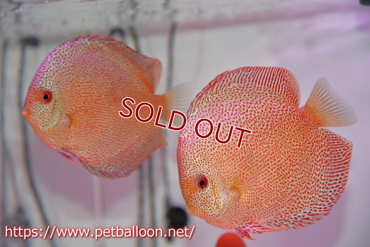 画像1: 【ディスカス】【通販】スーパーパンサー【個体ペア販売】12cm （生体）マレーシア　NAディスカスファーム (1)