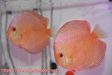 画像1: 【ディスカスペア祭り対象個体】【ディスカス】【通販】スーパーパンサー【個体ペア販売】12cm （生体）マレーシア　NAディスカスファーム (1)