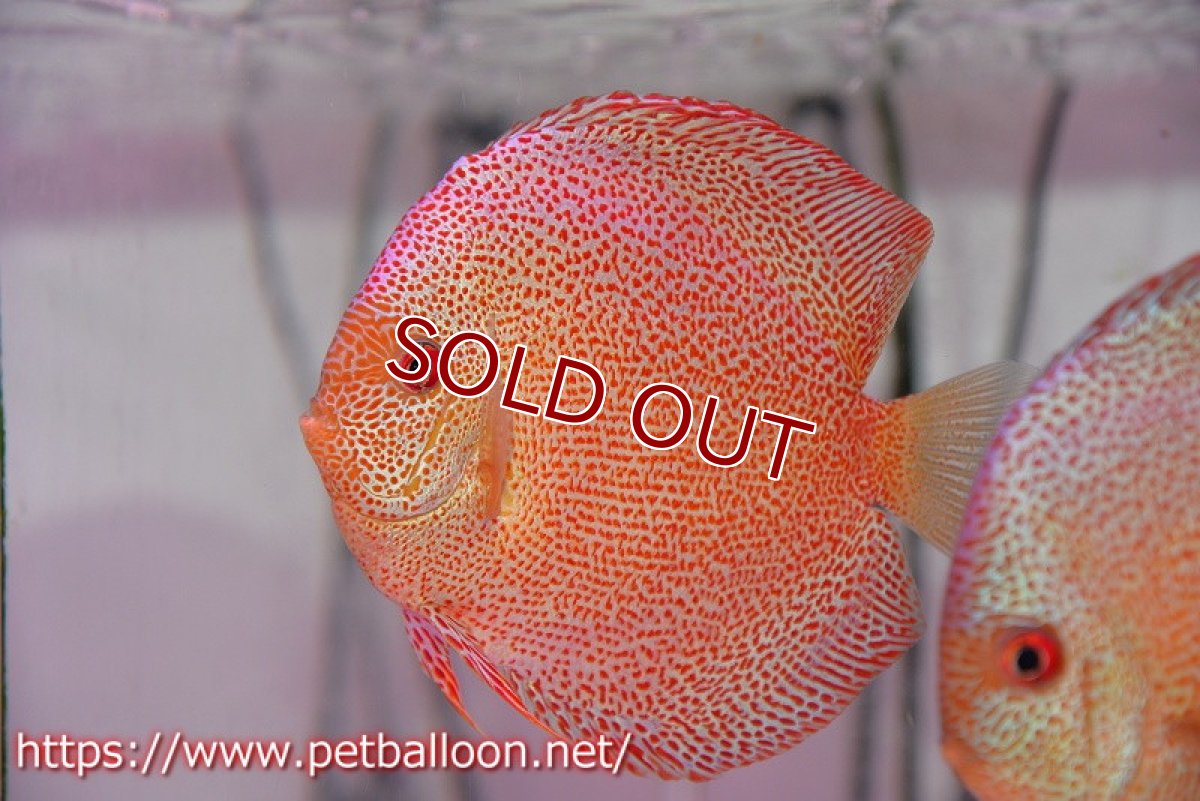 画像2: 【ディスカス】【通販】スーパーパンサー【個体ペア販売】12cm （生体）マレーシア　NAディスカスファーム (2)