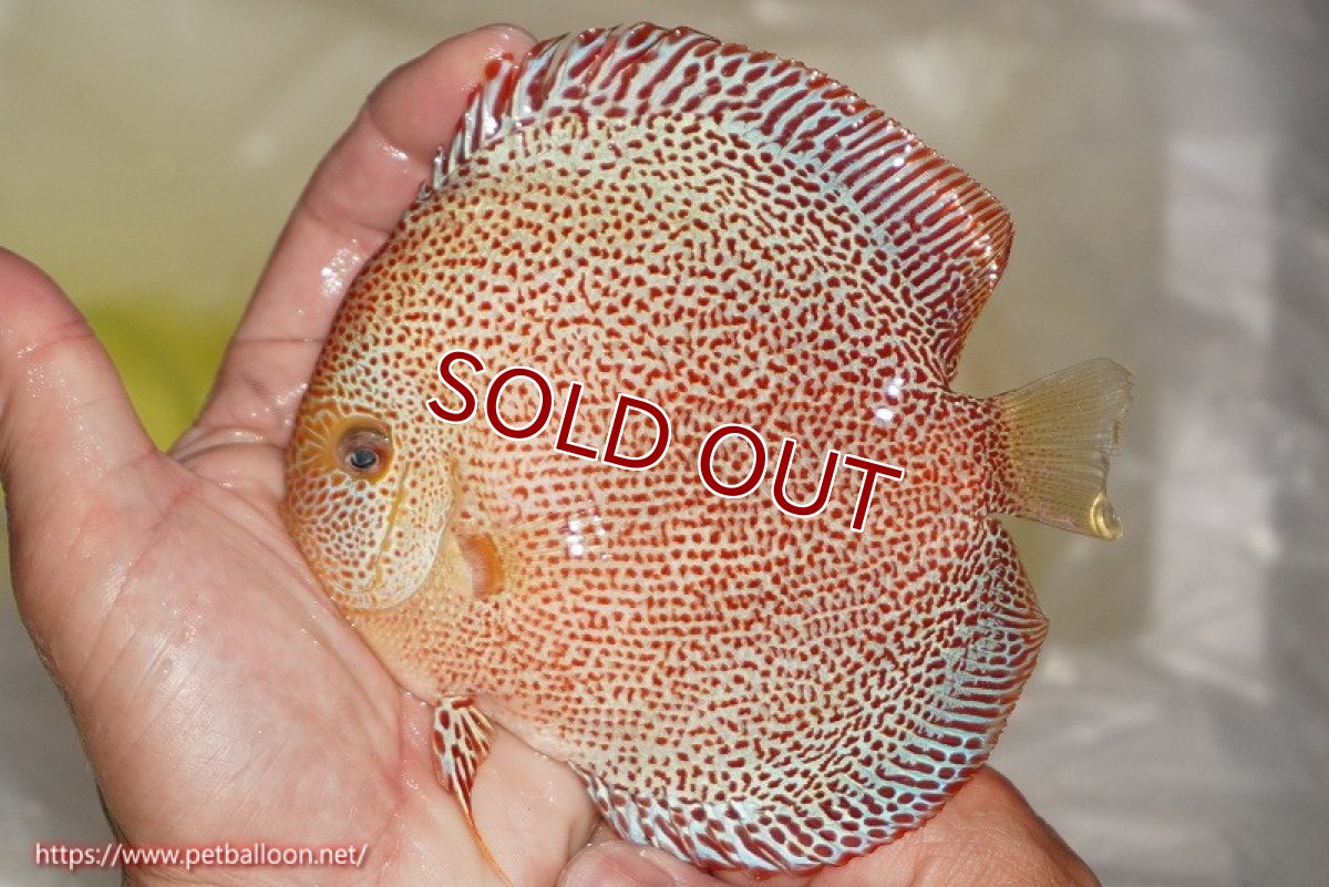 画像3: 【ディスカス】【通販】スーパーパンサー【個体ペア販売】12cm （生体）マレーシア　NAディスカスファーム (3)