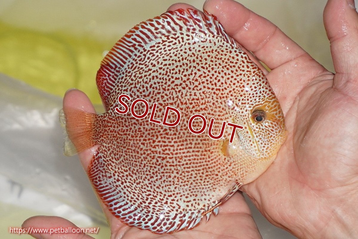 画像4: 【ディスカス】【通販】スーパーパンサー【個体ペア販売】12cm （生体）マレーシア　NAディスカスファーム (4)