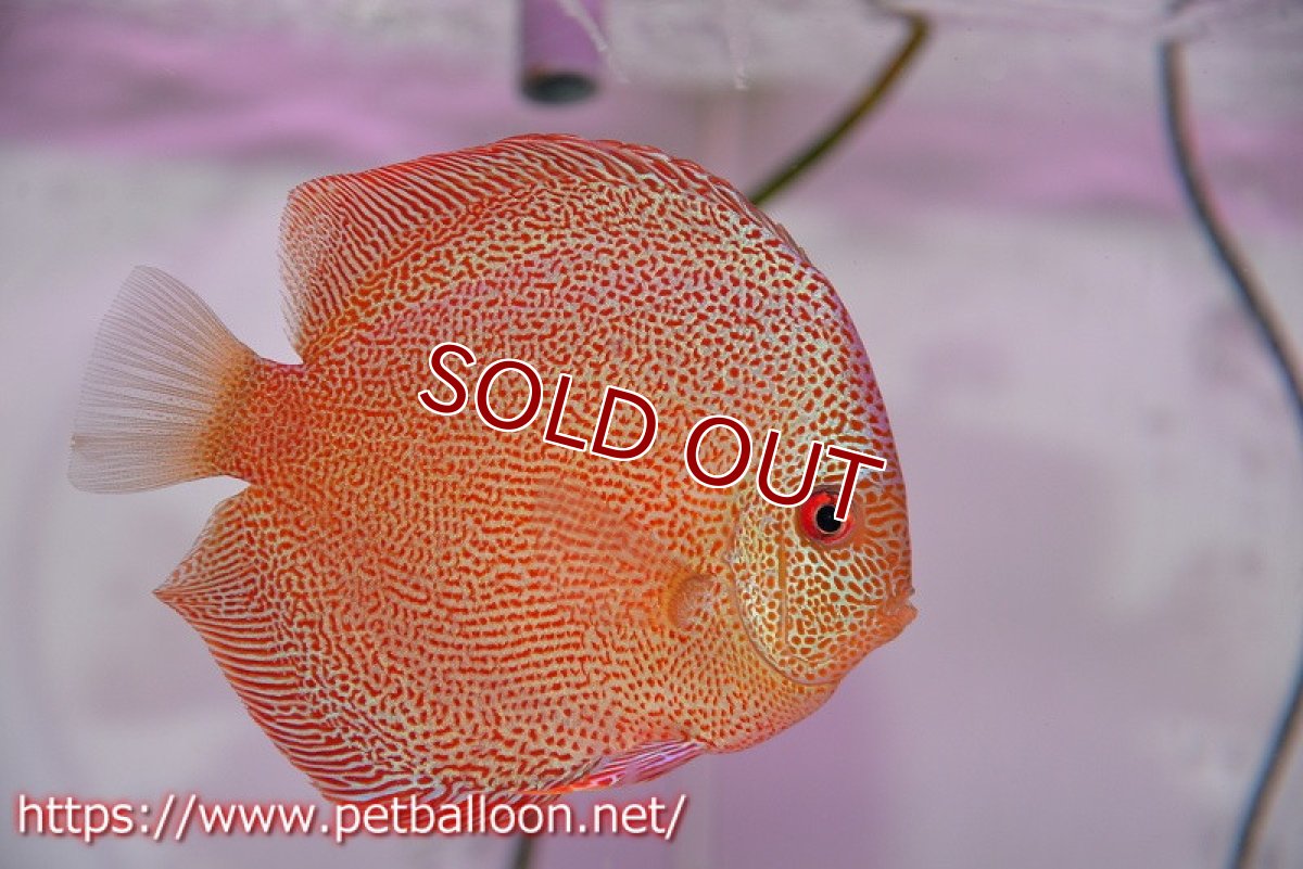 画像5: 【ディスカス】【通販】スーパーパンサー【個体ペア販売】12cm （生体）マレーシア　NAディスカスファーム (5)