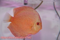 画像5: 【ディスカスペア祭り対象個体】【ディスカス】【通販】スーパーパンサー【個体ペア販売】12cm （生体）マレーシア　NAディスカスファーム (5)