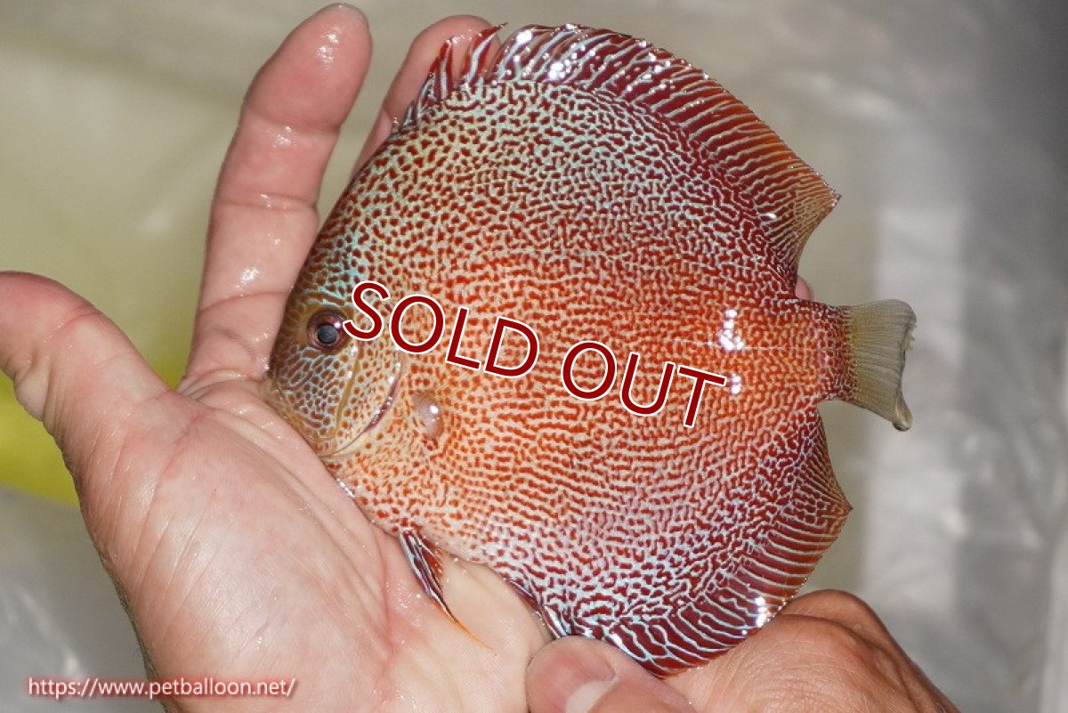 画像6: 【ディスカス】【通販】スーパーパンサー【個体ペア販売】12cm （生体）マレーシア　NAディスカスファーム (6)