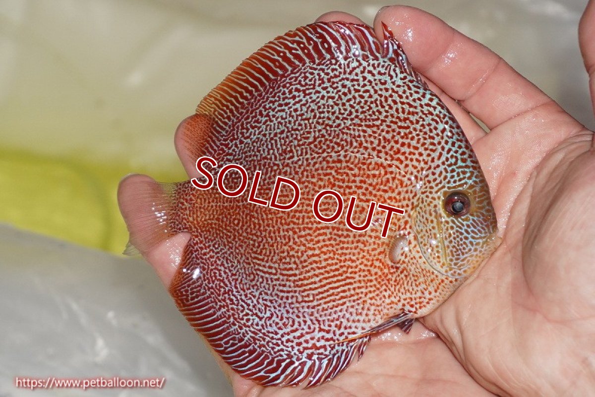 画像7: 【ディスカス】【通販】スーパーパンサー【個体ペア販売】12cm （生体）マレーシア　NAディスカスファーム (7)