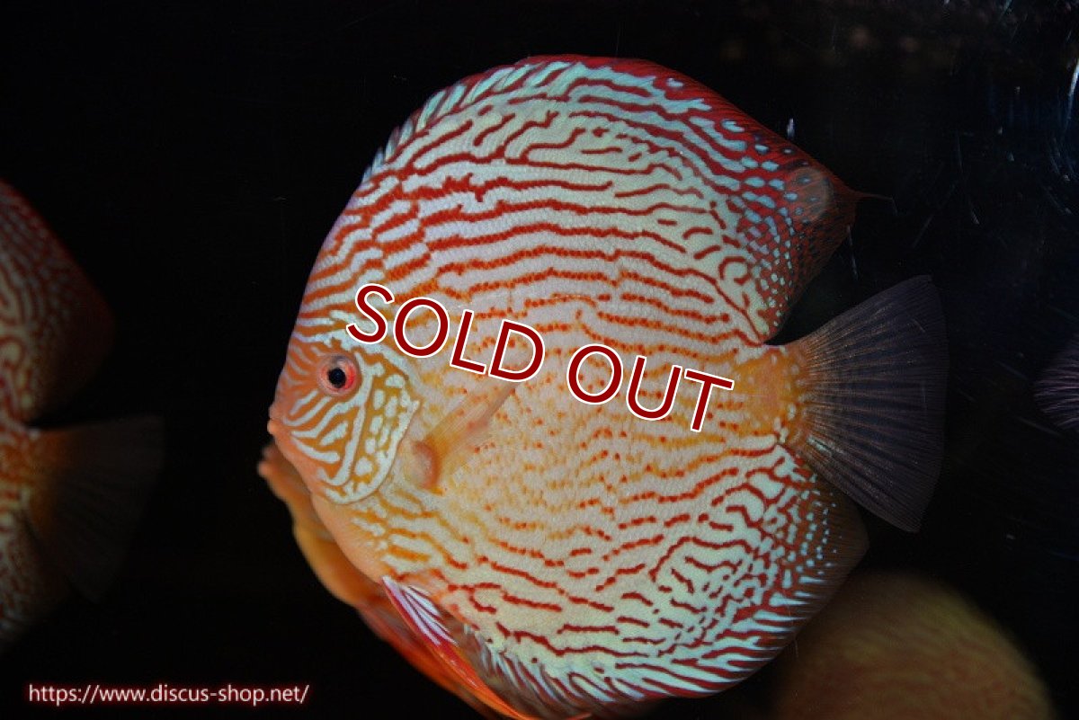 画像1: 【ディスカス】【通販】アルタムスターライトレッドターコイズ（ハイフォーム）【個体販売】17-18cm（生体）マレーシア　NAディスカスファーム (1)