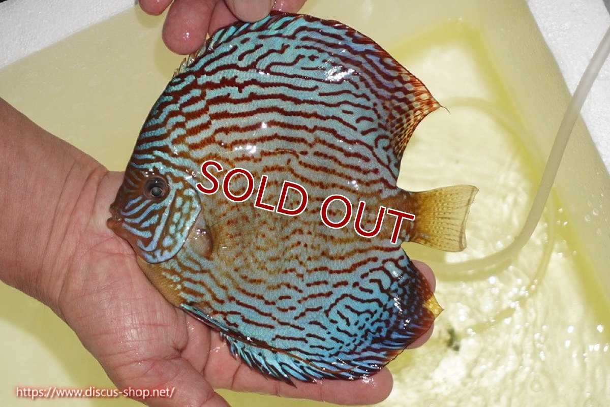 画像2: 【ディスカス】【通販】アルタムスターライトレッドターコイズ（ハイフォーム）【個体販売】17-18cm（生体）マレーシア　NAディスカスファーム (2)
