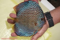 画像2: 【ディスカス】【通販】アルタムスターライトレッドターコイズ（ハイフォーム）【個体販売】17-18cm（生体）マレーシア　NAディスカスファーム (2)