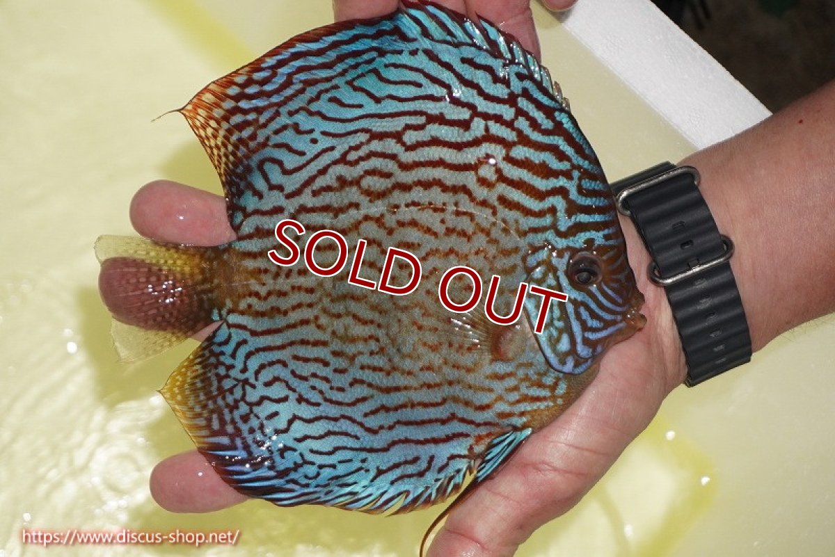 画像3: 【ディスカス】【通販】アルタムスターライトレッドターコイズ（ハイフォーム）【個体販売】17-18cm（生体）マレーシア　NAディスカスファーム (3)