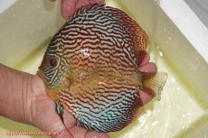 画像1: 【ディスカス】【通販】アルタムスターライトレッドターコイズ（ハイフォーム）【個体販売】17-18cm（生体）マレーシア　NAディスカスファーム (1)