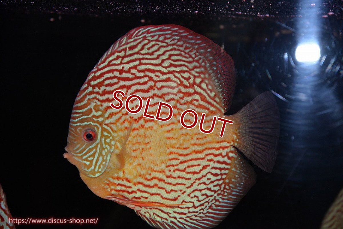 画像2: 【ディスカス】【通販】アルタムスターライトレッドターコイズ（ハイフォーム）【個体販売】17-18cm（生体）マレーシア　NAディスカスファーム (2)