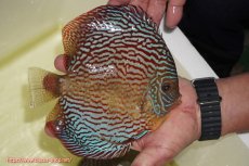 画像4: 【ディスカス】【通販】アルタムスターライトレッドターコイズ（ハイフォーム）【個体販売】17-18cm（生体）マレーシア　NAディスカスファーム (4)