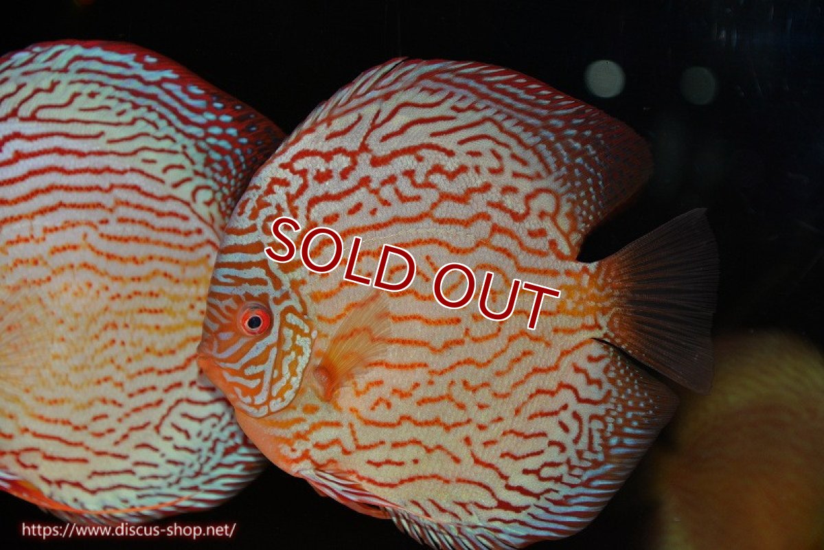画像1: 【ディスカス】【通販】アルタムスターライトレッドターコイズ（ハイフォーム）【個体販売】17-18cm（生体）マレーシア　NAディスカスファーム (1)