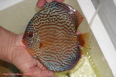 画像1: 【ディスカス】【通販】アルタムスターライトレッドターコイズ（ハイフォーム）【個体販売】17-18cm（生体）マレーシア　NAディスカスファーム (1)