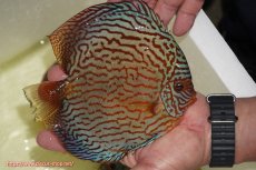 画像2: 【ディスカス】【通販】アルタムスターライトレッドターコイズ（ハイフォーム）【個体販売】17-18cm（生体）マレーシア　NAディスカスファーム (2)