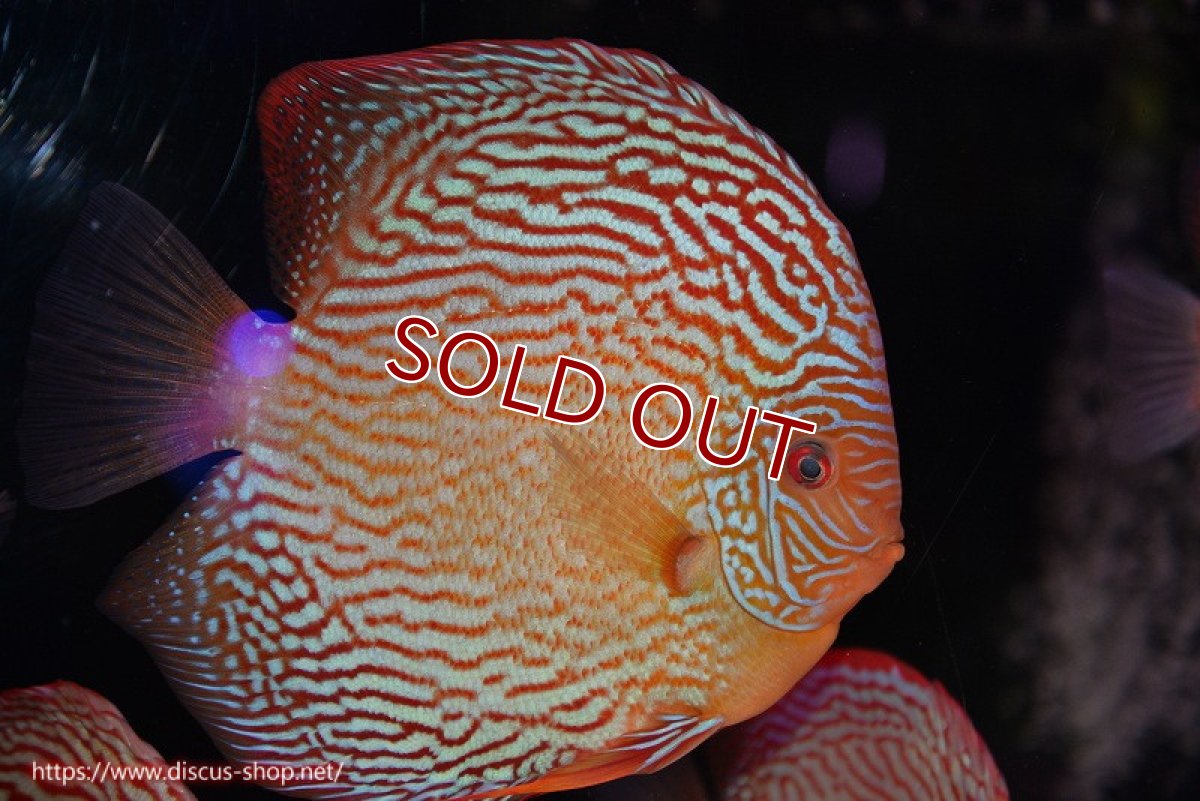 画像1: 【ディスカス】【通販】アルタムスターライトレッドターコイズ（ハイフォーム）【個体販売】17-18cm（生体）マレーシア　NAディスカスファーム (1)