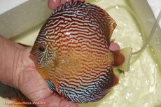 画像1: 【ディスカス】【通販】アルタムスターライトレッドターコイズ（ハイフォーム）【個体販売】17-18cm（生体）マレーシア　NAディスカスファーム (1)