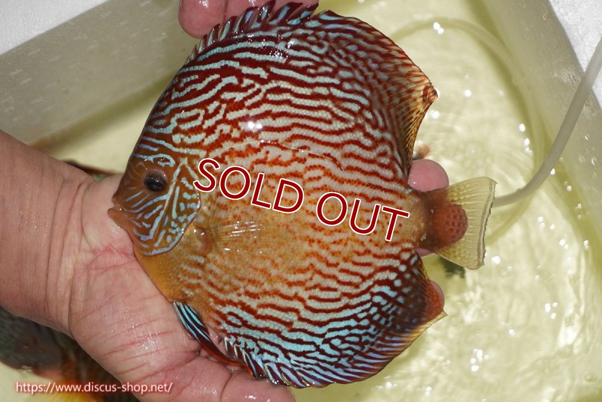 画像2: 【ディスカス】【通販】アルタムスターライトレッドターコイズ（ハイフォーム）【個体販売】17-18cm（生体）マレーシア　NAディスカスファーム (2)