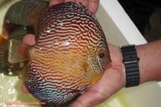 画像2: 【ディスカス】【通販】アルタムスターライトレッドターコイズ（ハイフォーム）【個体販売】17-18cm（生体）マレーシア　NAディスカスファーム (2)