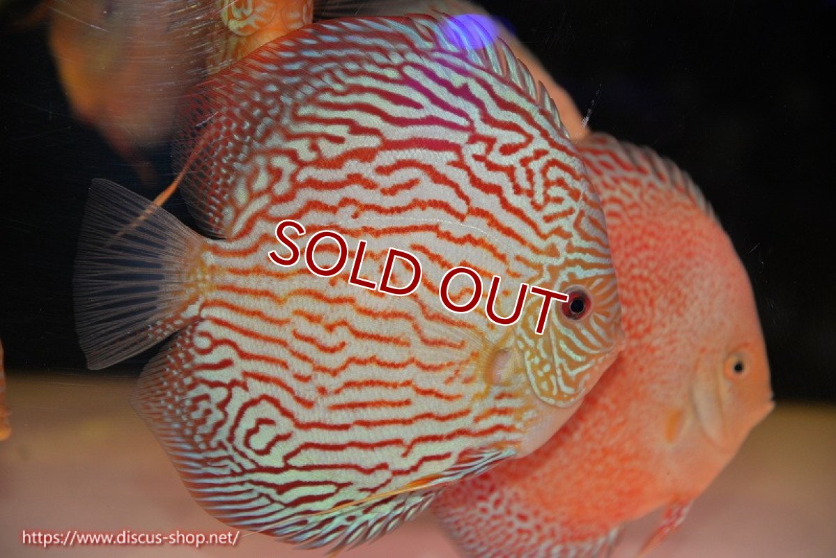 画像1: 【ディスカス】【通販】アルタムスターライトレッドターコイズ（ハイフォーム）【個体販売】17-18cm（生体）マレーシア　NAディスカスファーム (1)