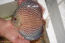 画像1: 【ディスカス】【通販】アルタムスターライトレッドターコイズ（ハイフォーム）【個体販売】17-18cm（生体）マレーシア　NAディスカスファーム (1)