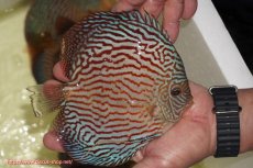 画像2: 【ディスカス】【通販】アルタムスターライトレッドターコイズ（ハイフォーム）【個体販売】17-18cm（生体）マレーシア　NAディスカスファーム (2)