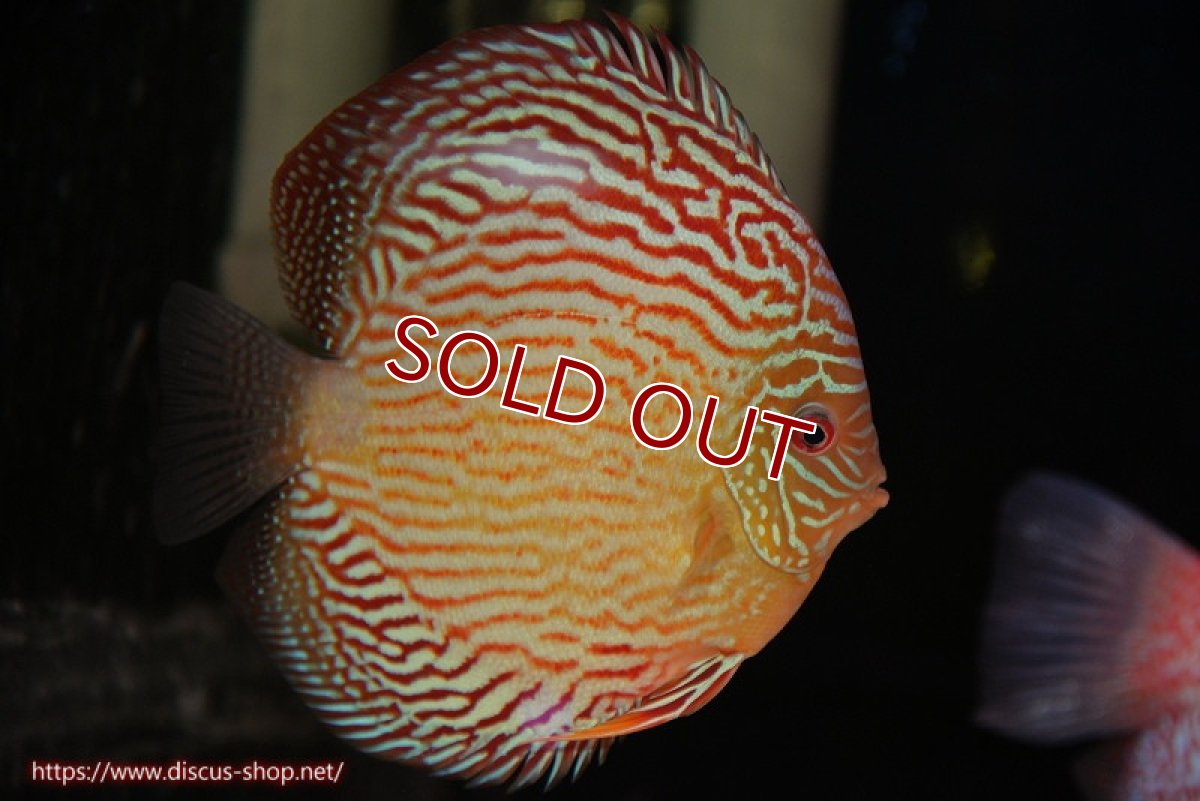 画像1: 【ディスカス】【通販】アルタムスターライトレッドターコイズ（ハイフォーム）【個体販売】17-18cm（生体）マレーシア　NAディスカスファーム (1)