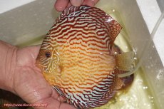 画像1: 【ディスカス】【通販】アルタムスターライトレッドターコイズ（ハイフォーム）【個体販売】17-18cm（生体）マレーシア　NAディスカスファーム (1)