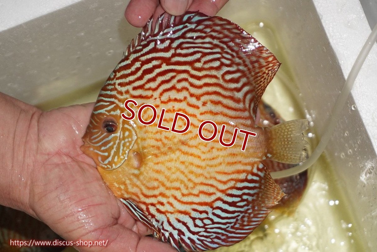 画像2: 【ディスカス】【通販】アルタムスターライトレッドターコイズ（ハイフォーム）【個体販売】17-18cm（生体）マレーシア　NAディスカスファーム (2)