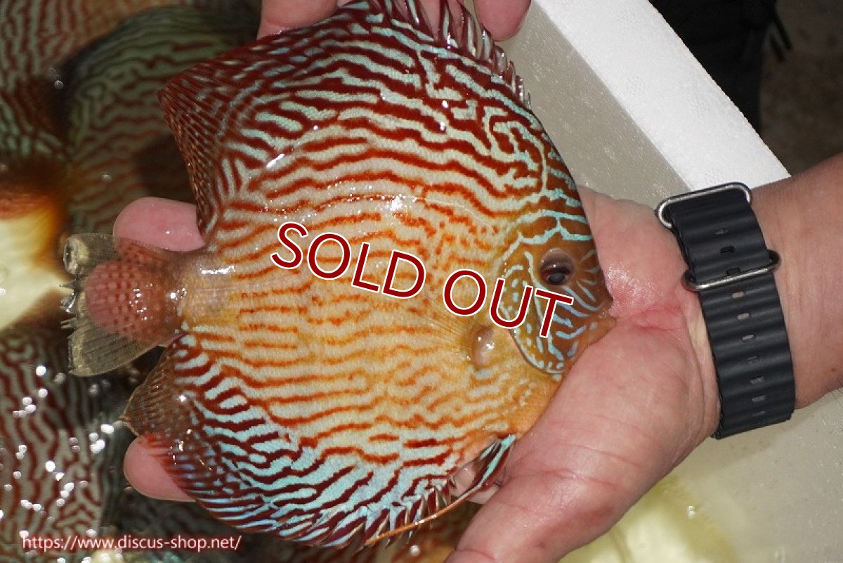 画像3: 【ディスカス】【通販】アルタムスターライトレッドターコイズ（ハイフォーム）【個体販売】17-18cm（生体）マレーシア　NAディスカスファーム (3)