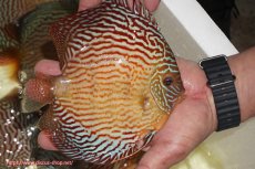 画像3: 【ディスカス】【通販】アルタムスターライトレッドターコイズ（ハイフォーム）【個体販売】17-18cm（生体）マレーシア　NAディスカスファーム (3)