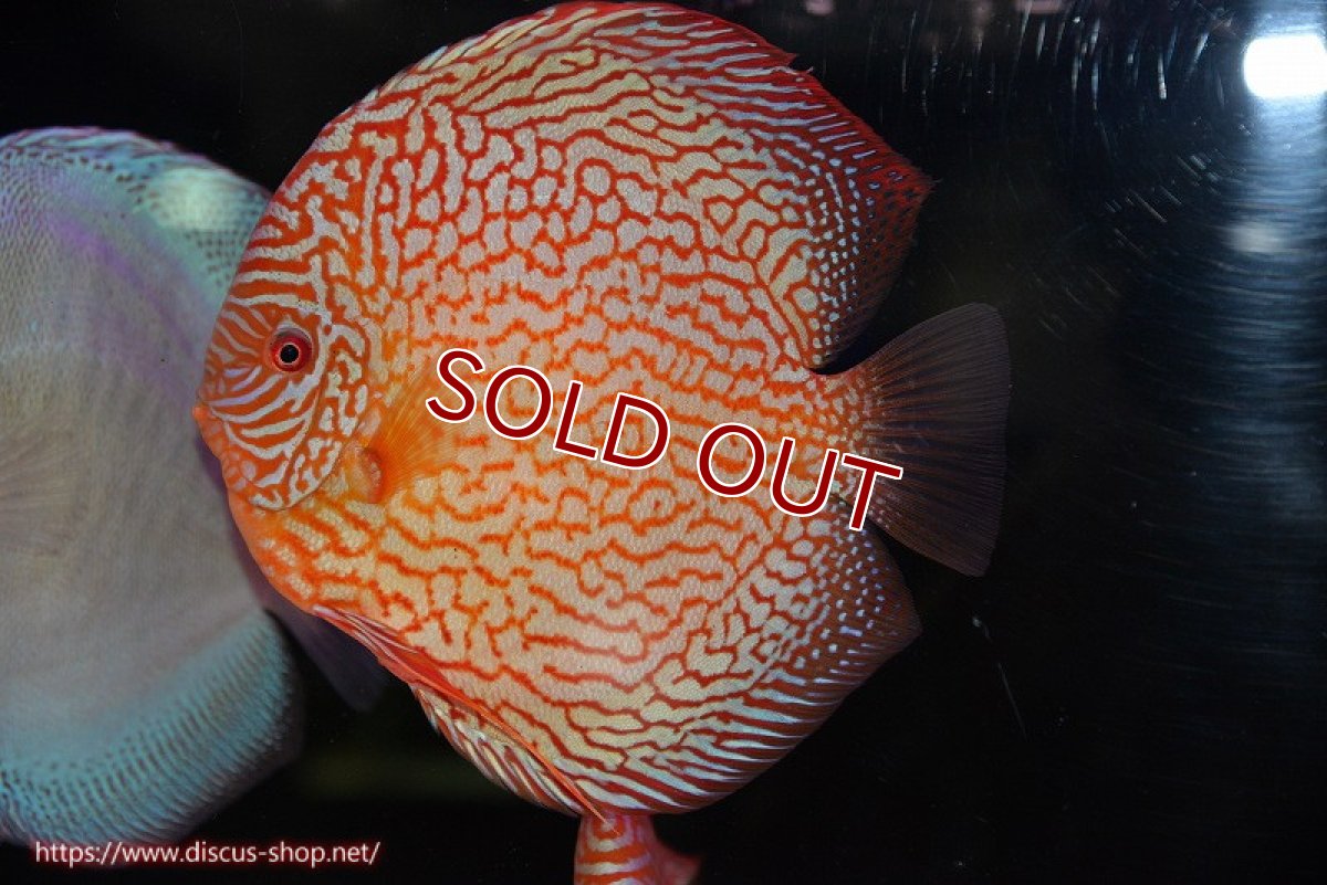 画像1: 【ディスカス】【通販】クリムゾンレッドギャラクシー（ハイフォーム）【個体販売】17-18cm（生体）マレーシア　NAディスカスファーム (1)