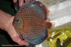 画像1: 【ディスカス】【通販】クリムゾンレッドギャラクシー（ハイフォーム）【個体販売】17-18cm（生体）マレーシア　NAディスカスファーム (1)