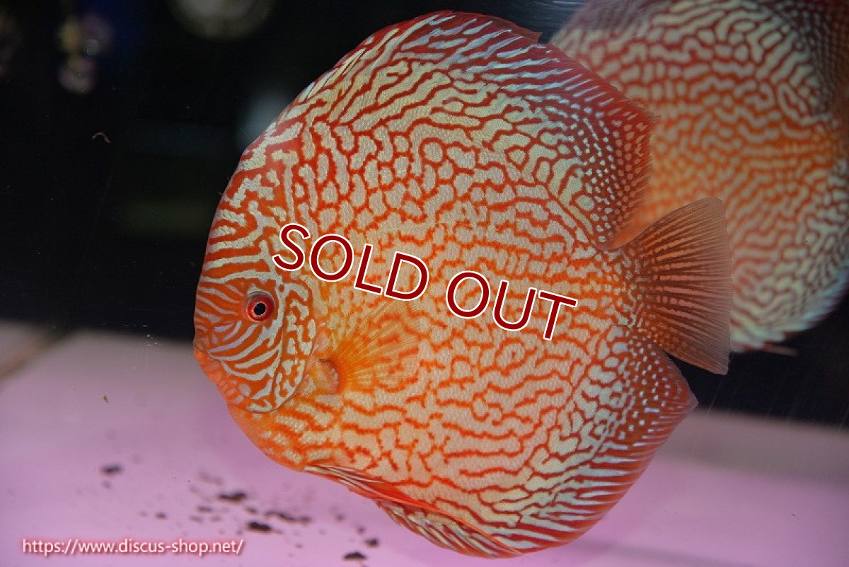 画像2: 【ディスカス】【通販】クリムゾンレッドギャラクシー（ハイフォーム）【個体販売】17-18cm（生体）マレーシア　NAディスカスファーム (2)