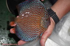 画像2: 【ディスカス】【通販】クリムゾンレッドギャラクシー（ハイフォーム）【個体販売】17-18cm（生体）マレーシア　NAディスカスファーム (2)