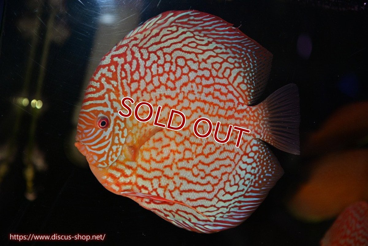 画像3: 【ディスカス】【通販】クリムゾンレッドギャラクシー（ハイフォーム）【個体販売】17-18cm（生体）マレーシア　NAディスカスファーム (3)