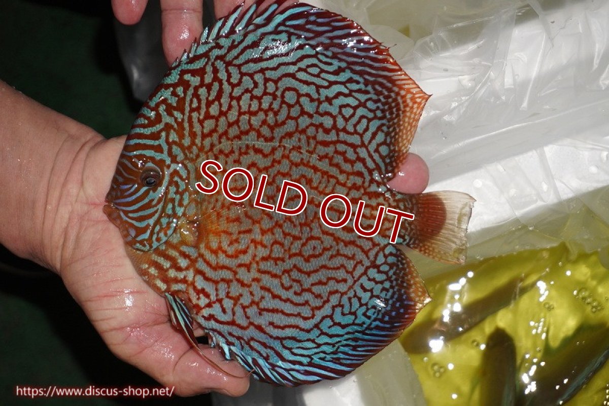 画像4: 【ディスカス】【通販】クリムゾンレッドギャラクシー（ハイフォーム）【個体販売】17-18cm（生体）マレーシア　NAディスカスファーム (4)