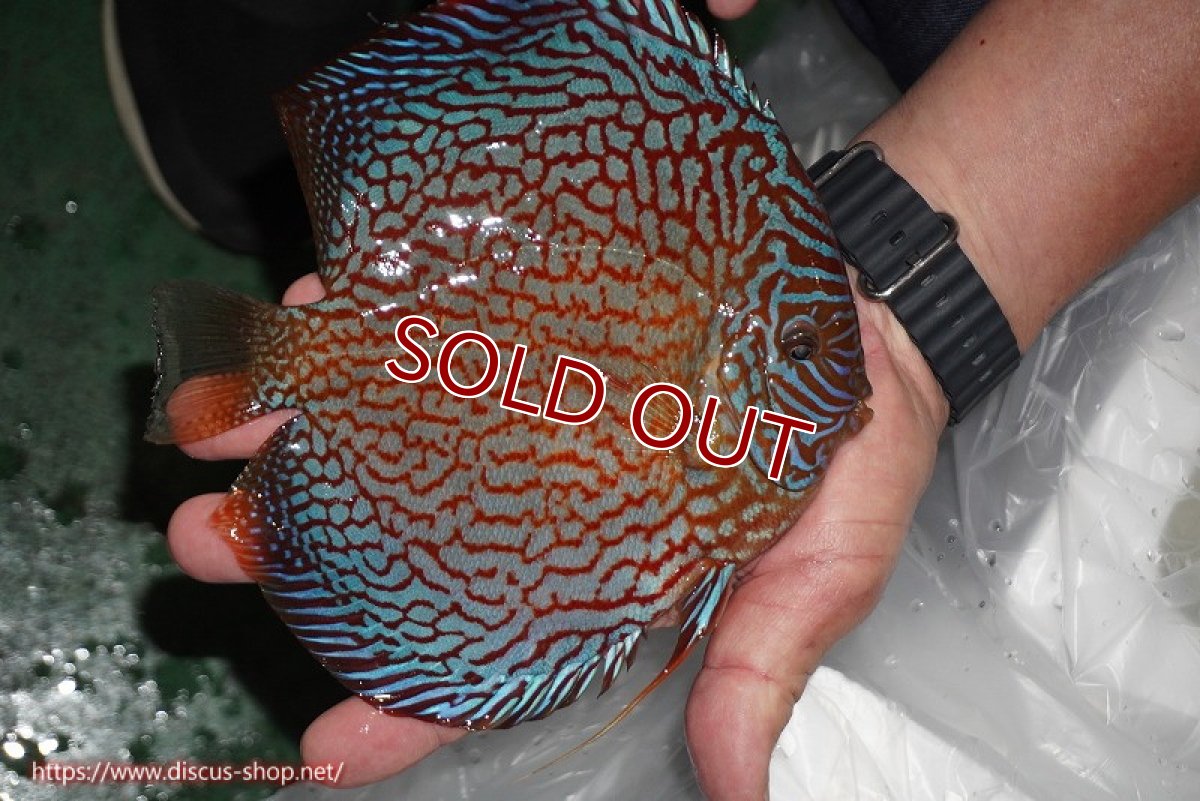 画像5: 【ディスカス】【通販】クリムゾンレッドギャラクシー（ハイフォーム）【個体販売】17-18cm（生体）マレーシア　NAディスカスファーム (5)
