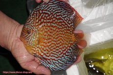 画像1: 【ディスカス】【通販】クリムゾンレッドギャラクシー（ハイフォーム）【個体販売】17-18cm（生体）マレーシア　NAディスカスファーム (1)