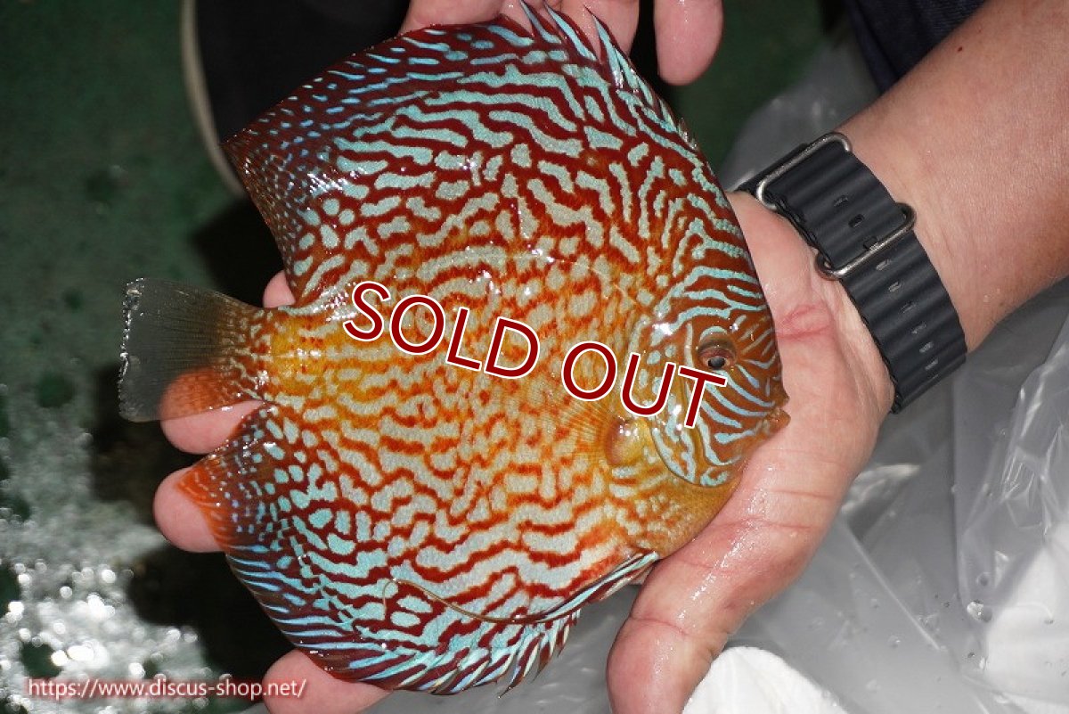 画像2: 【ディスカス】【通販】クリムゾンレッドギャラクシー（ハイフォーム）【個体販売】17-18cm（生体）マレーシア　NAディスカスファーム (2)