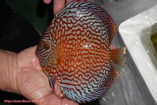 画像1: 【ディスカス】【通販】クリムゾンレッドギャラクシー（ハイフォーム）【個体販売】17-18cm（生体）マレーシア　NAディスカスファーム (1)