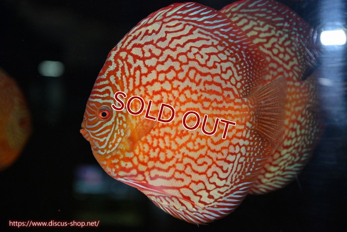 画像2: 【ディスカス】【通販】クリムゾンレッドギャラクシー（ハイフォーム）【個体販売】17-18cm（生体）マレーシア　NAディスカスファーム (2)