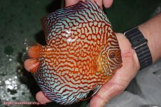 画像4: 【ディスカス】【通販】クリムゾンレッドギャラクシー（ハイフォーム）【個体販売】17-18cm（生体）マレーシア　NAディスカスファーム (4)