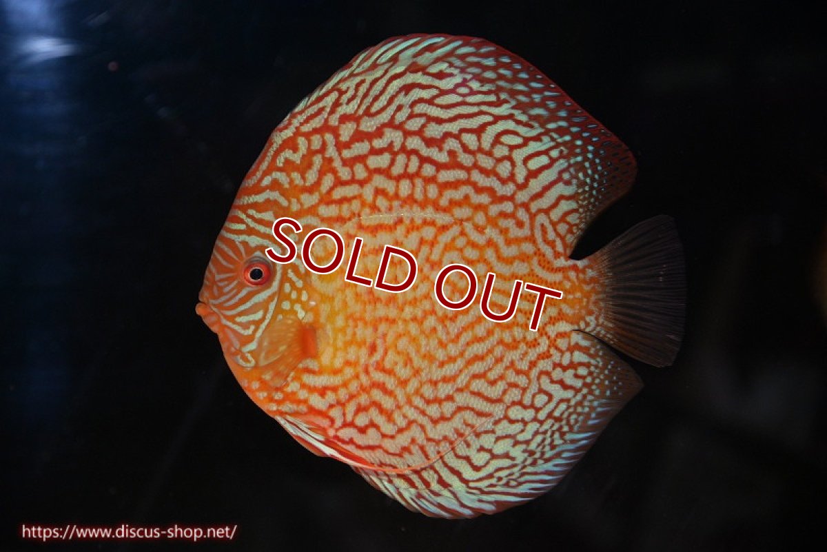 画像1: 【ディスカス】【通販】クリムゾンレッドギャラクシー（ハイフォーム）【個体販売】17-18cm（生体）マレーシア　NAディスカスファーム (1)