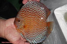 画像1: 【ディスカス】【通販】クリムゾンレッドギャラクシー（ハイフォーム）【個体販売】17-18cm（生体）マレーシア　NAディスカスファーム (1)