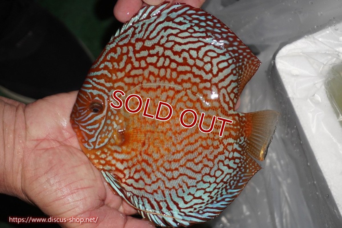 画像2: 【ディスカス】【通販】クリムゾンレッドギャラクシー（ハイフォーム）【個体販売】17-18cm（生体）マレーシア　NAディスカスファーム (2)